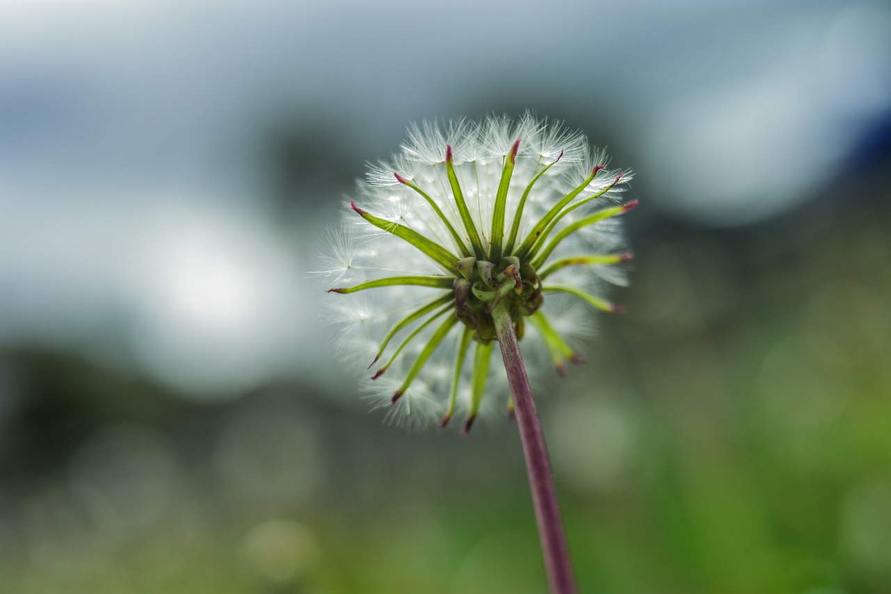 dandelion  beautiful  flower free photo