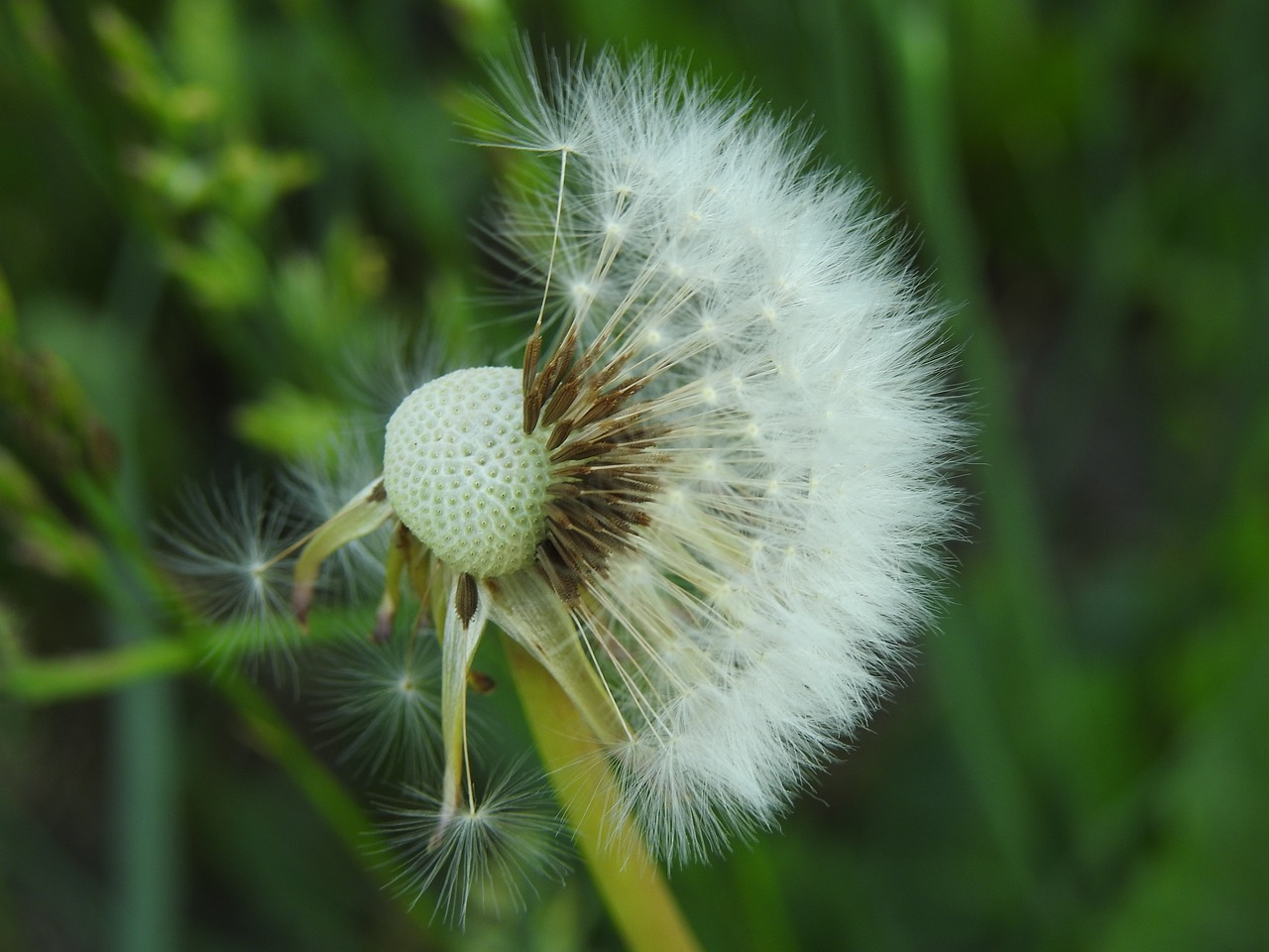 dandelion  sonchus oleraceus  grass free photo