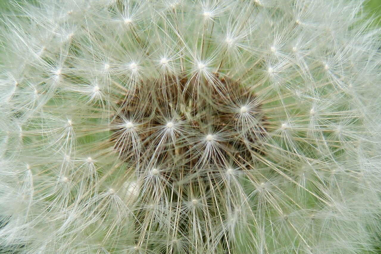 dandelion faded seeds free photo