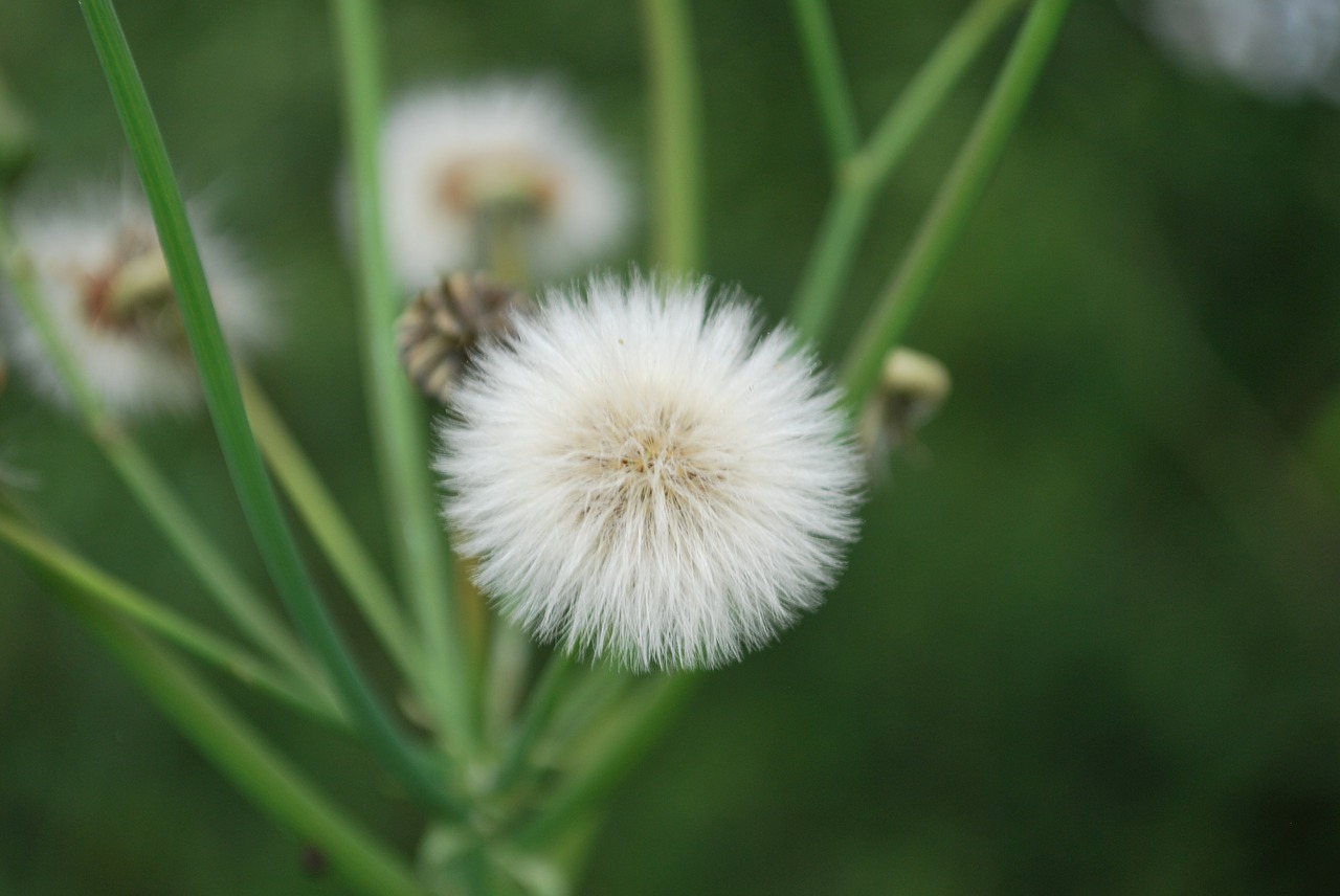 dandelion  summer  pointed flower free photo