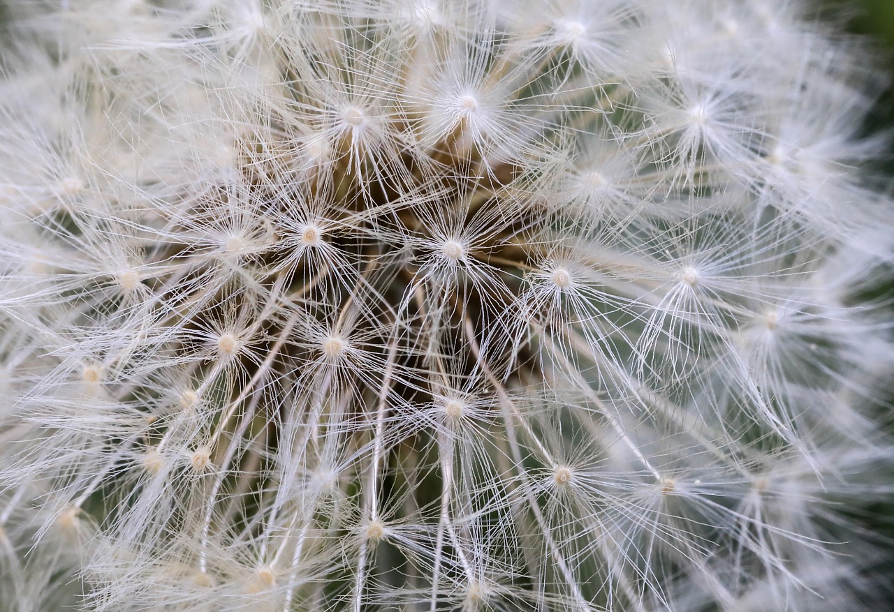 dandelion  flower seeds  mag free photo