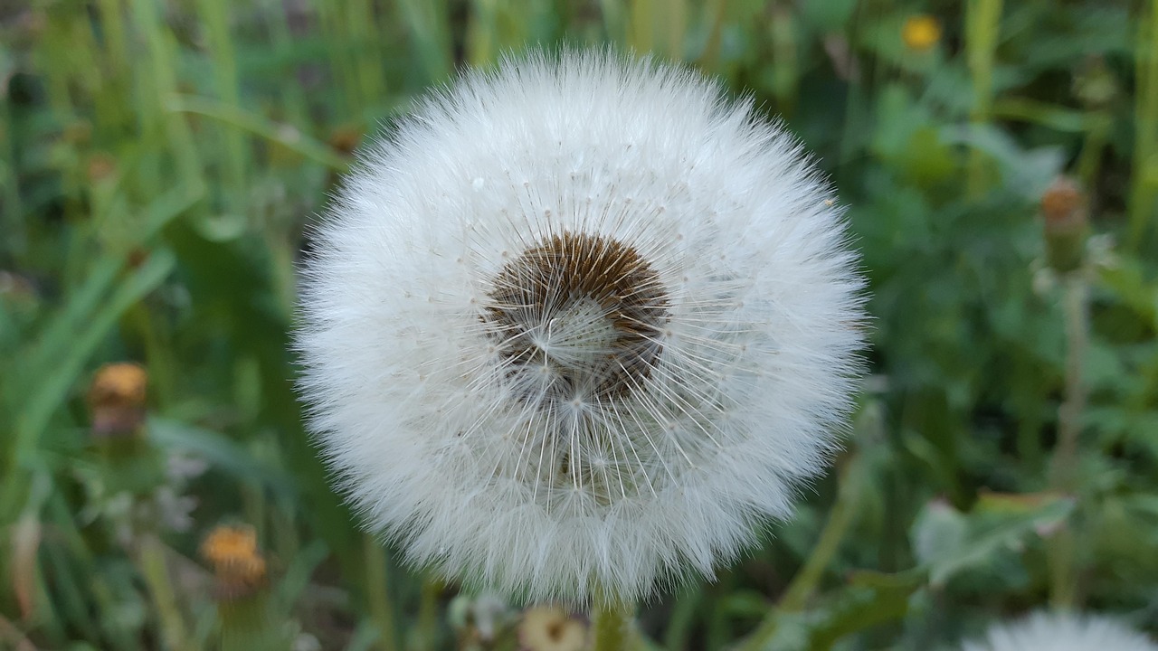 dandelion  summer  nature free photo