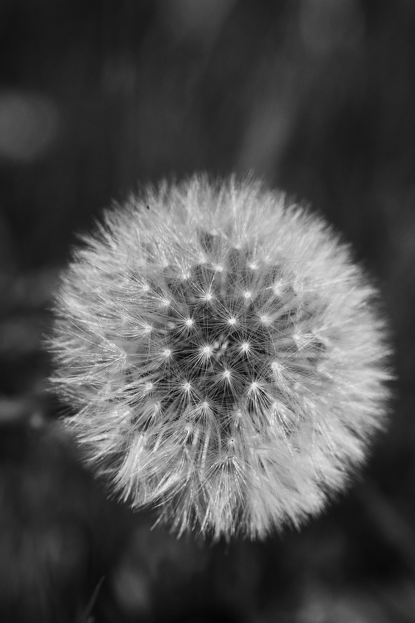 dandelion  macro  nature free photo