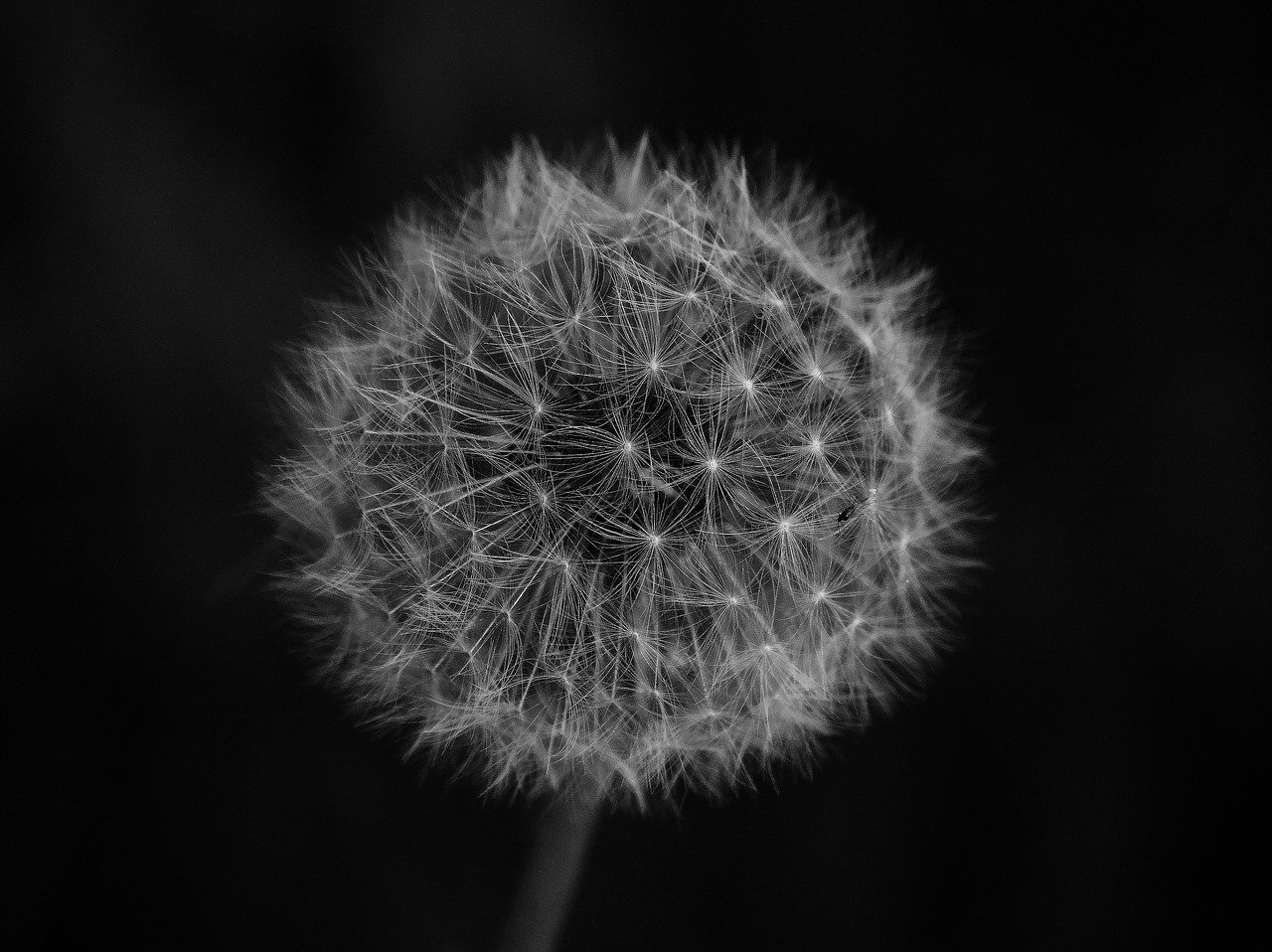 dandelion  sw  black and white free photo