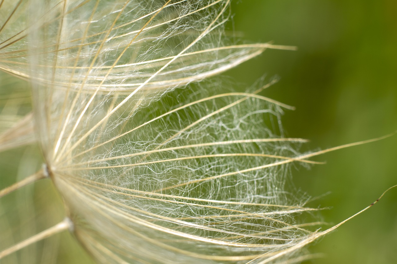 dandelion  flower  plant free photo