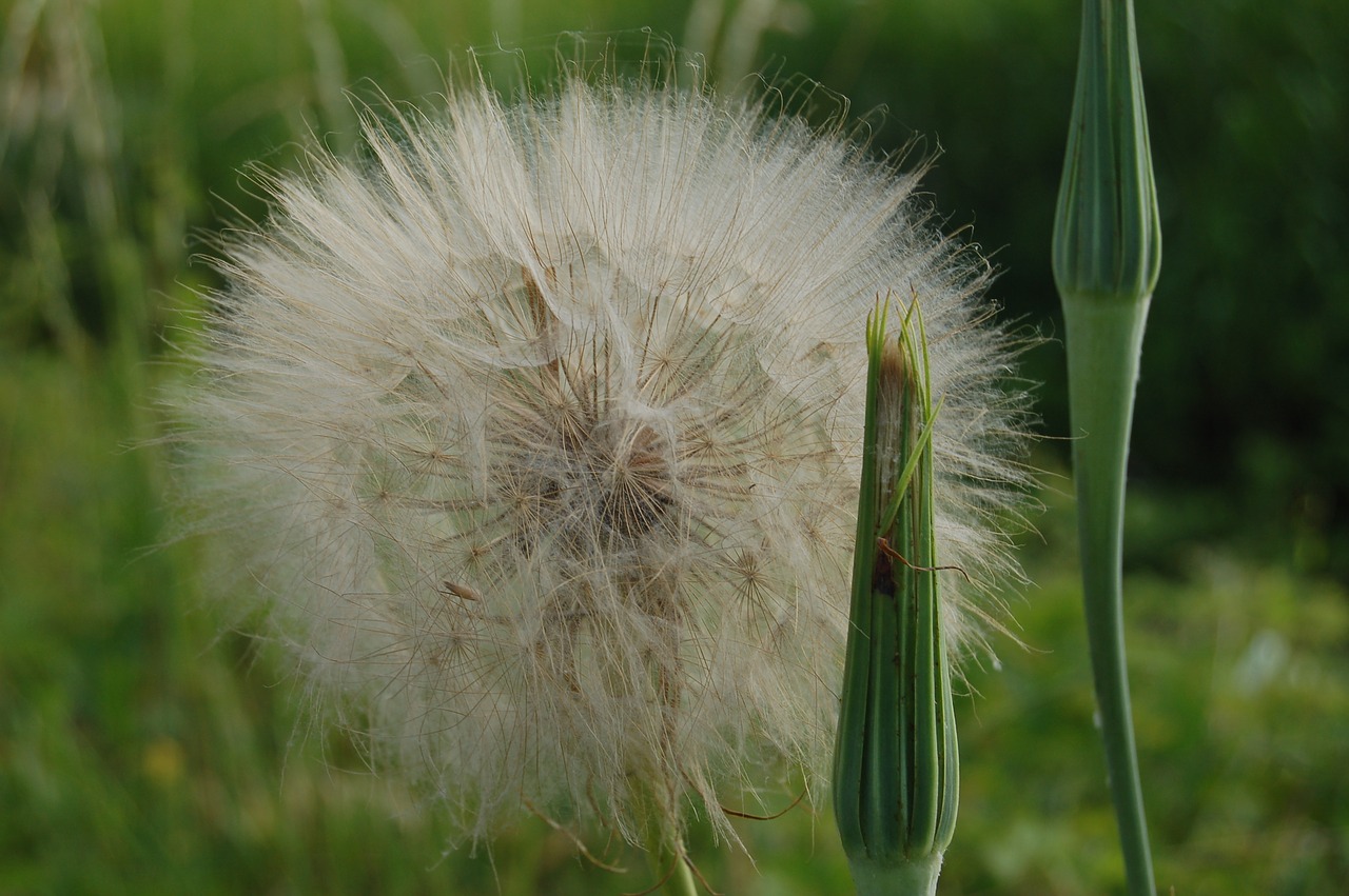 dandelion  dandelion giant  wild flowers free photo