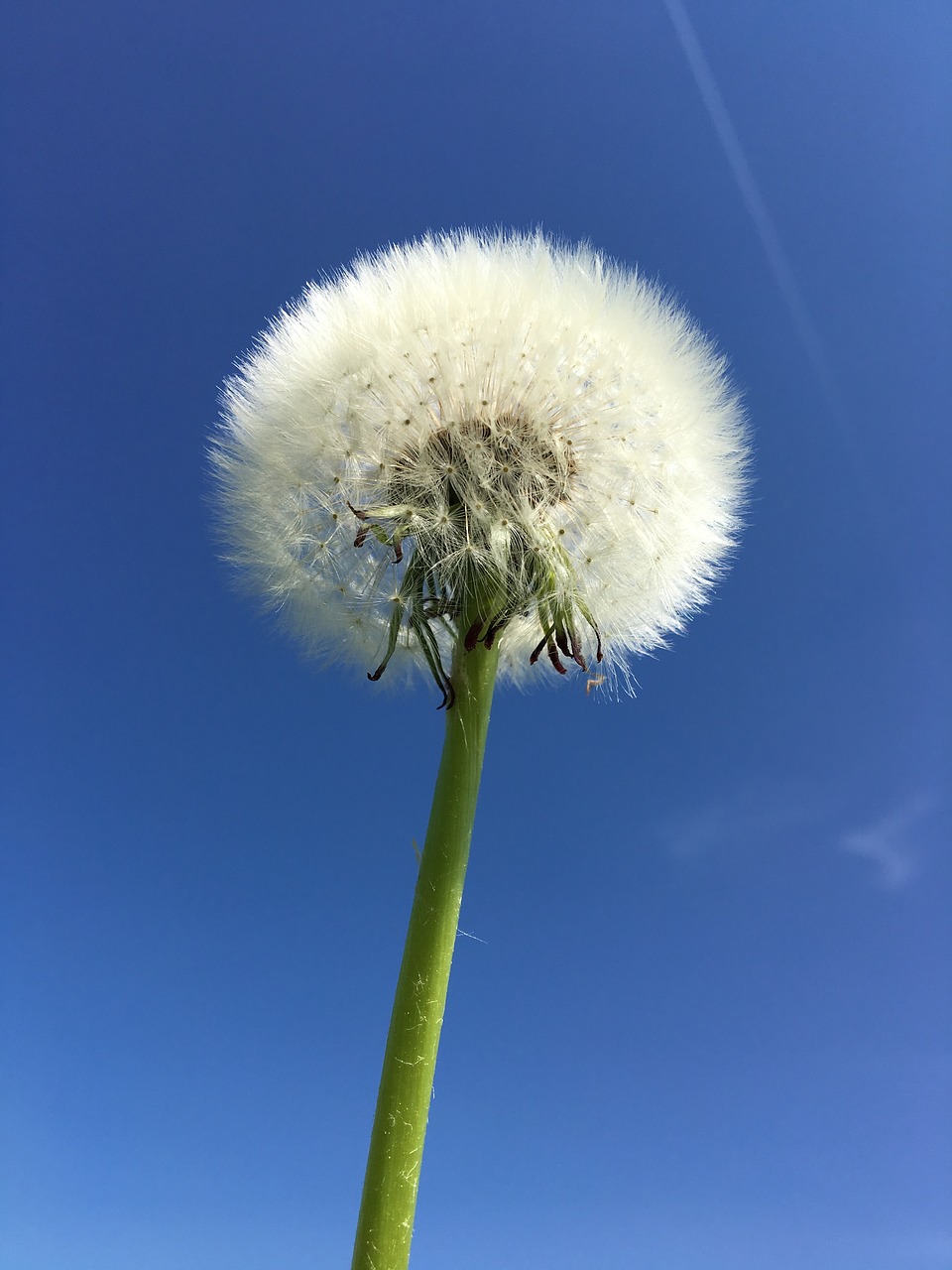 dandelion  sky  summer free photo