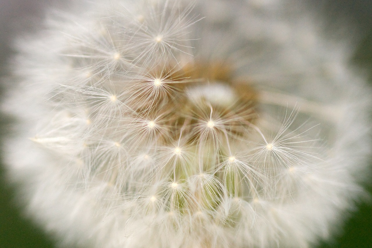 dandelion cream of society macro free photo