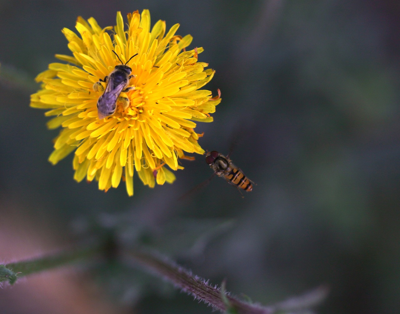 dandelion  yellow  bee free photo