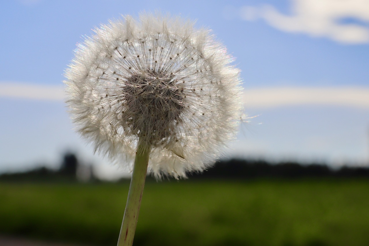 dandelion  pointed flower  blossom free photo