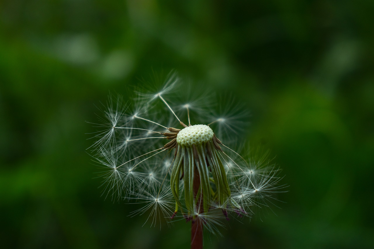 dandelion  nature  high contrast free photo