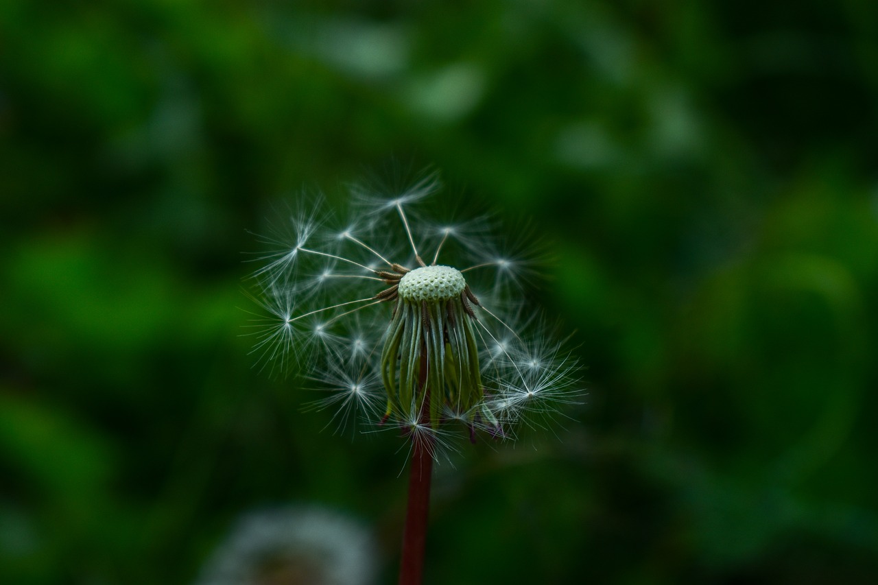 dandelion  nature  high contrast free photo