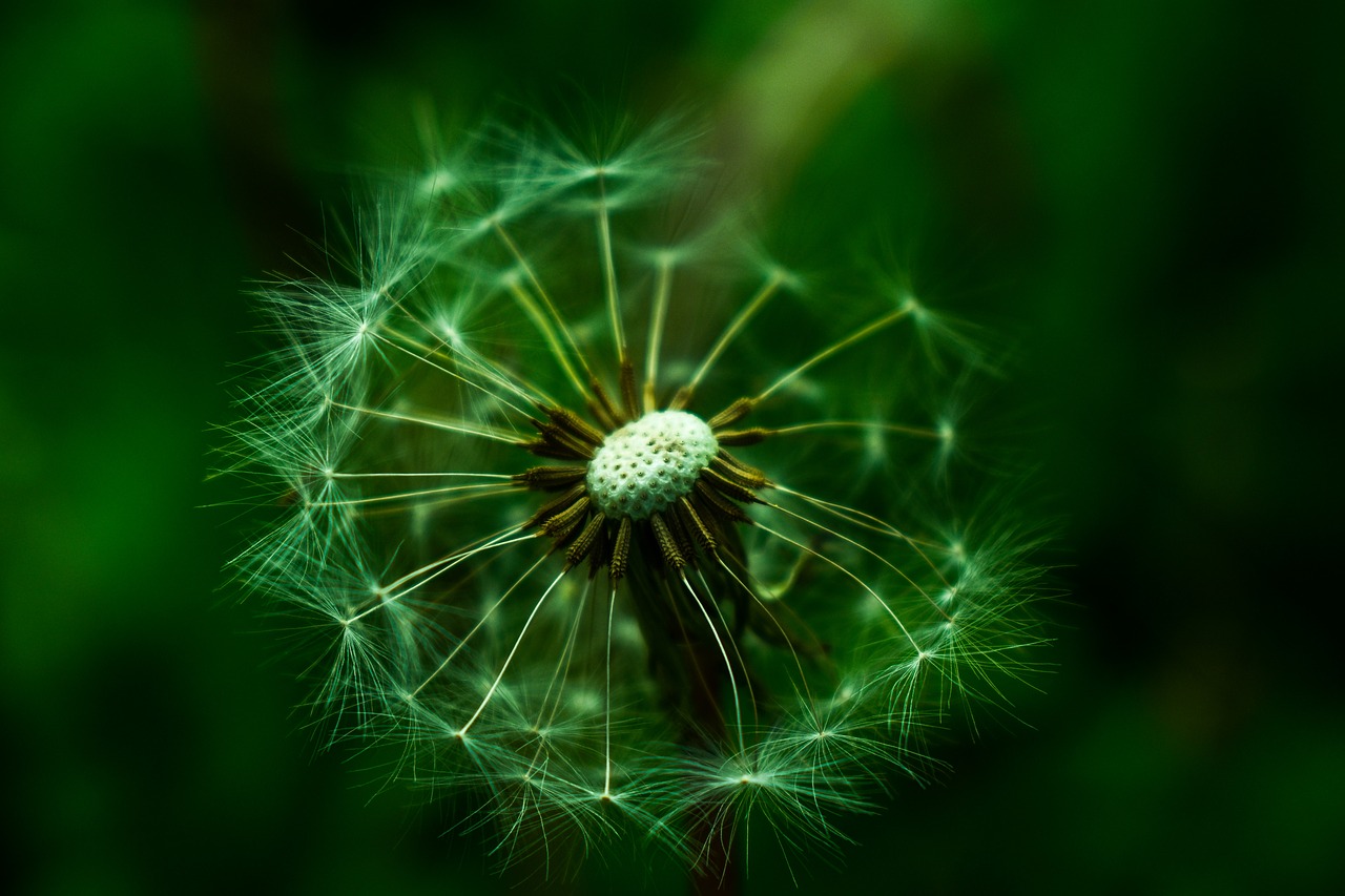 dandelion  nature  tooth lion free photo