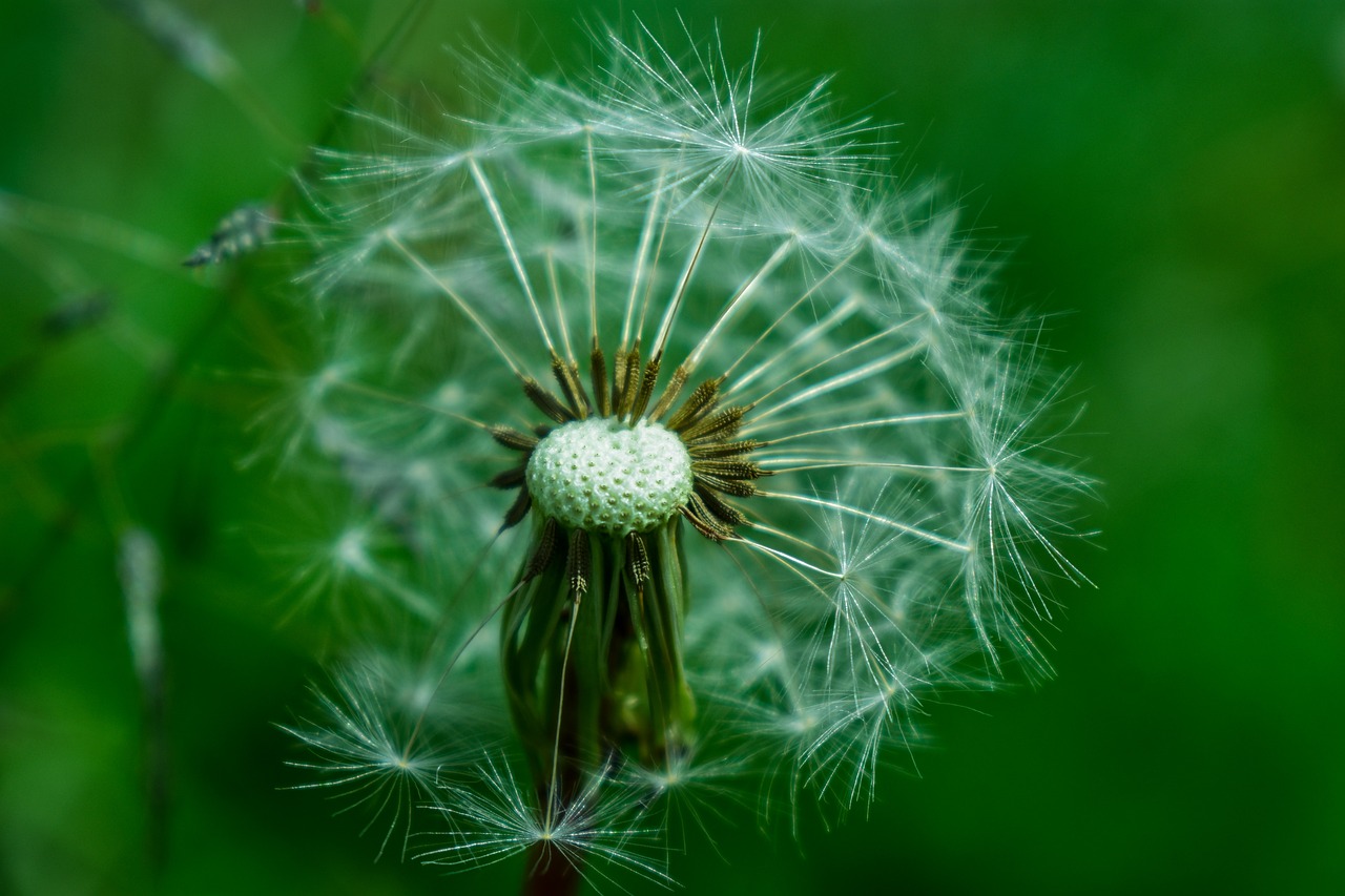 dandelion  nature  tooth lion free photo