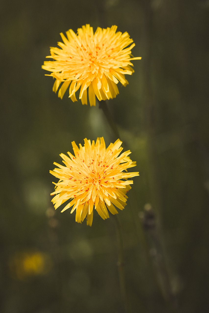 dandelion  flowers  dandelion flowers free photo