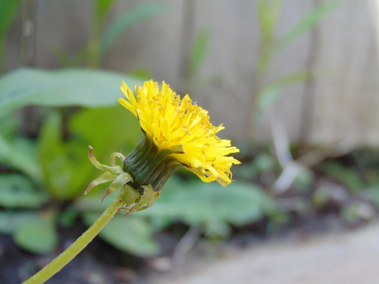 dandelion flower wild flower free photo