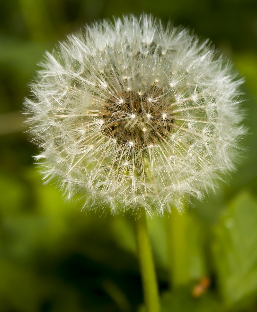 dandelion wild flower blossom free photo