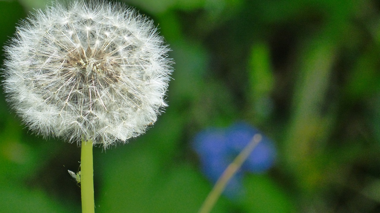 dandelion  flower  nature free photo