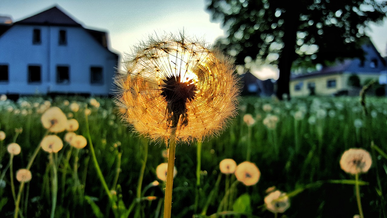 dandelion  sunset  nature free photo