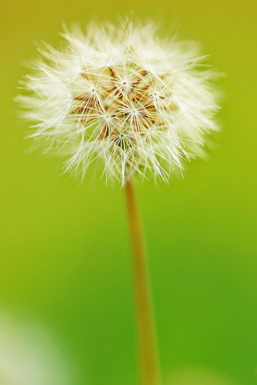 dandelion  furry  nature free photo