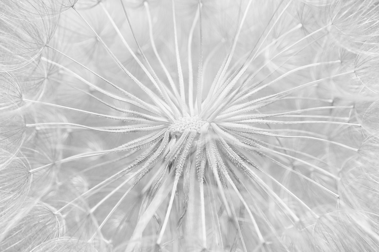 dandelion  flower  blossom free photo