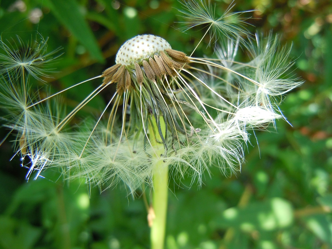 dandelion seeds gone with the wind free photo