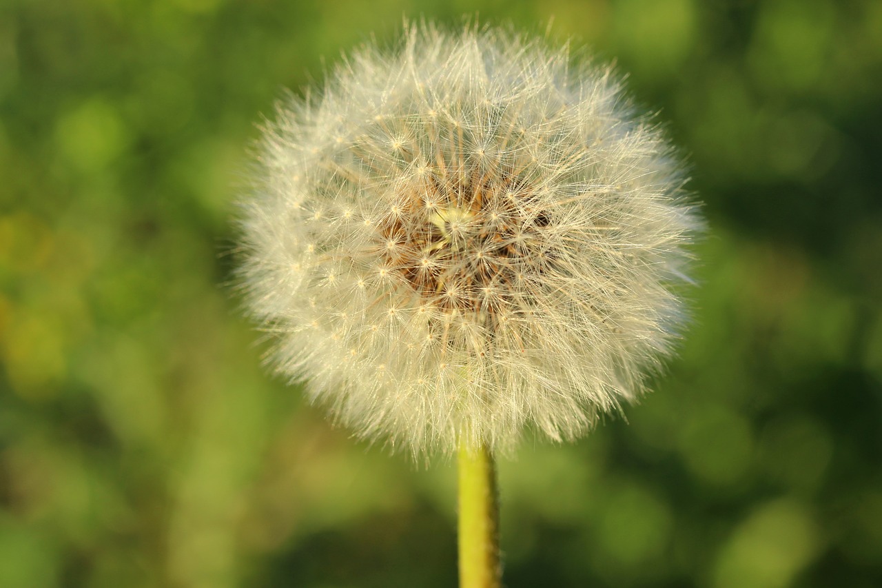 dandelion  flower  seeds free photo