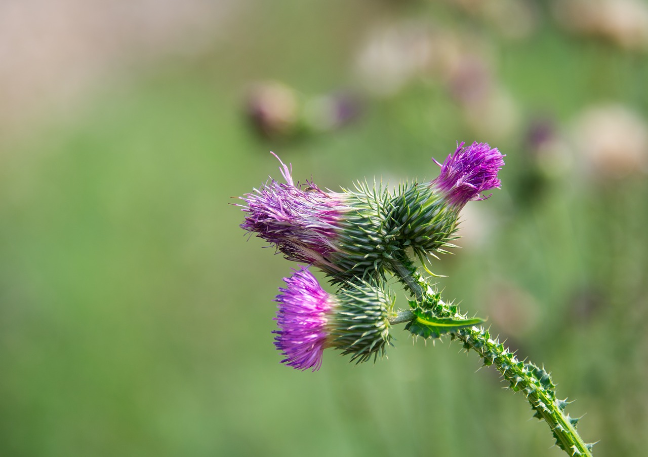 dandelion  flowersplants  bud free photo