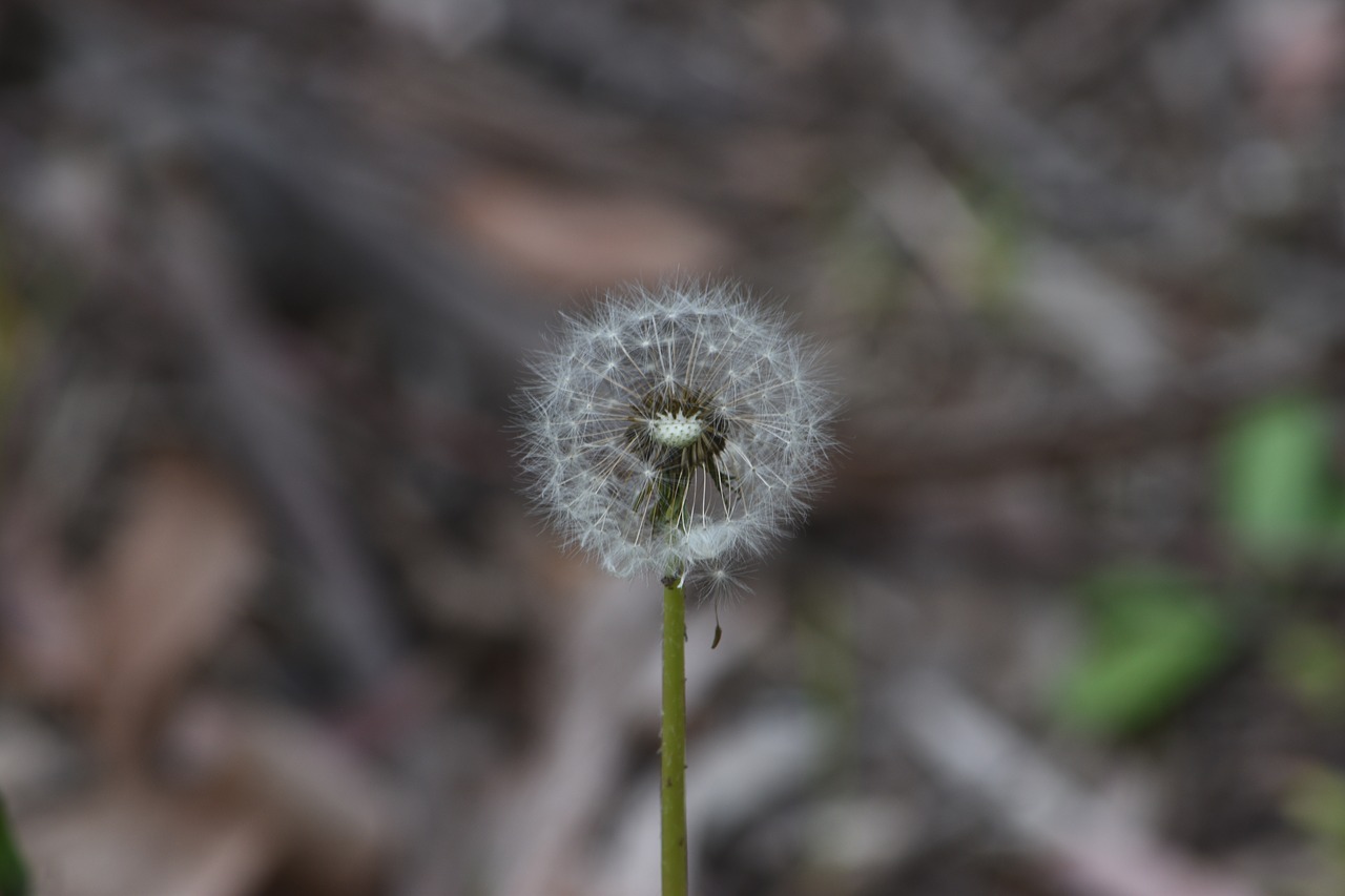 dandelion  flower  plant free photo