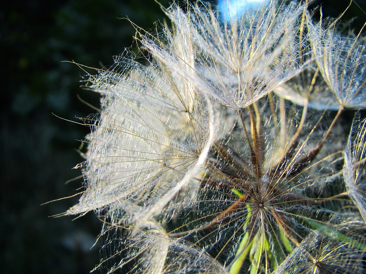 dandelion  plant  nature free photo