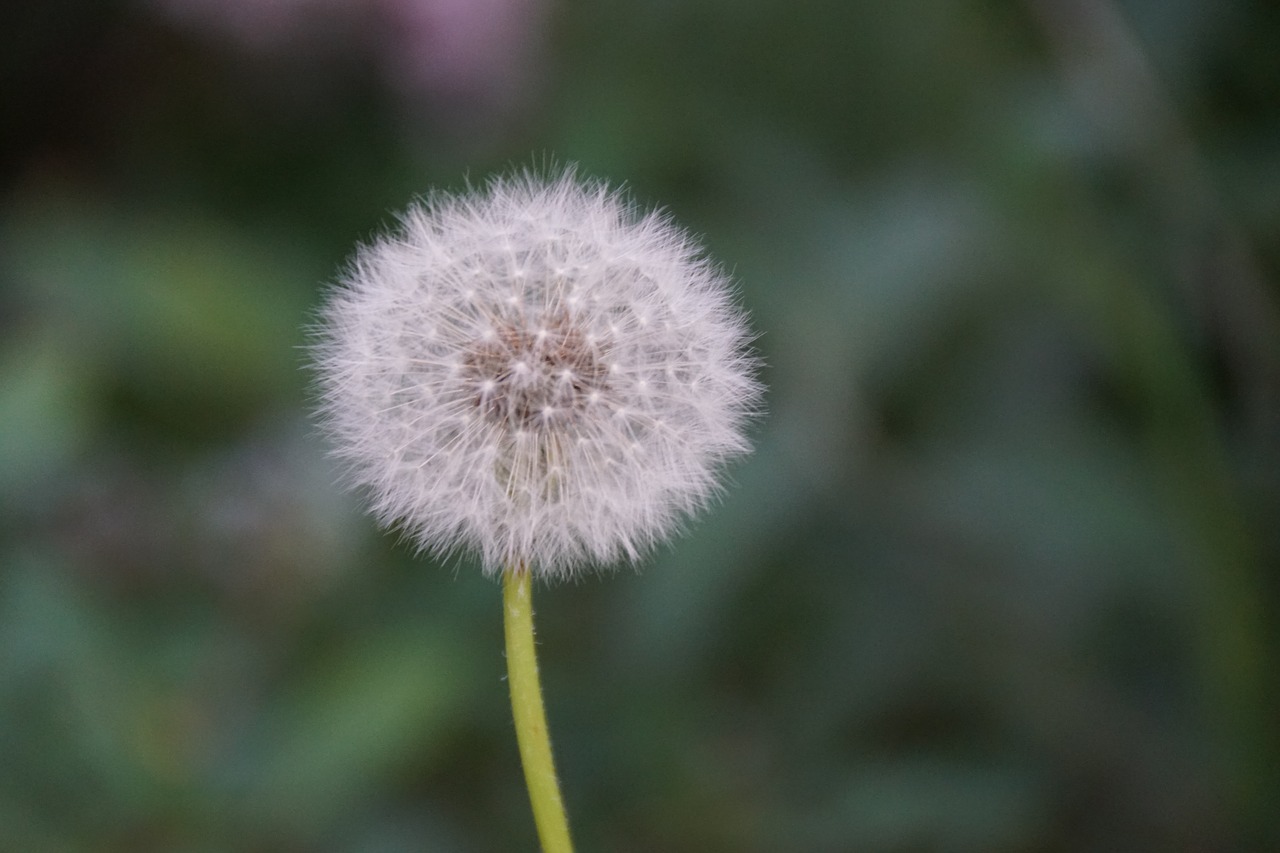 dandelion  seeds  natural free photo