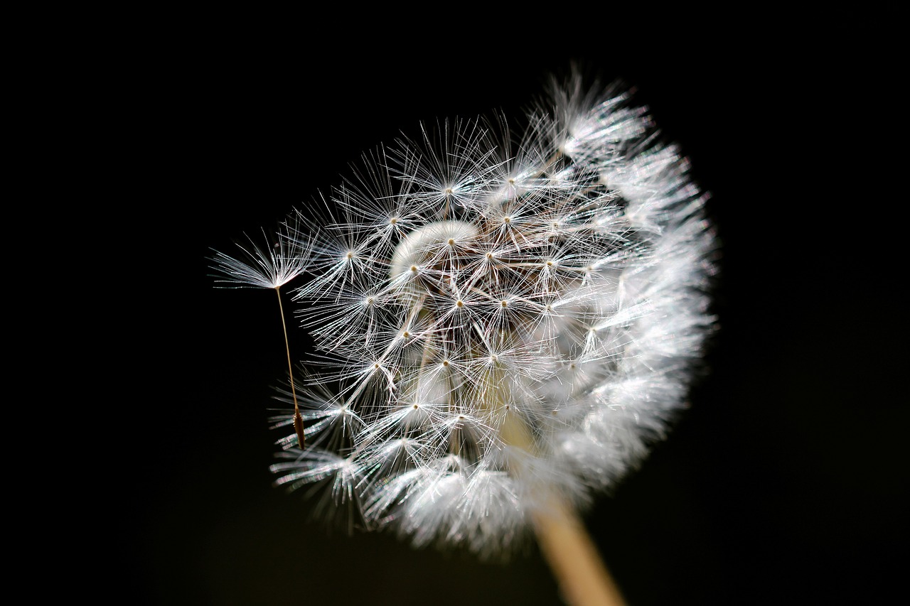 dandelion  flower  nature free photo