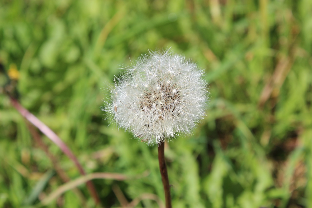 dandelion  plant  flower free photo