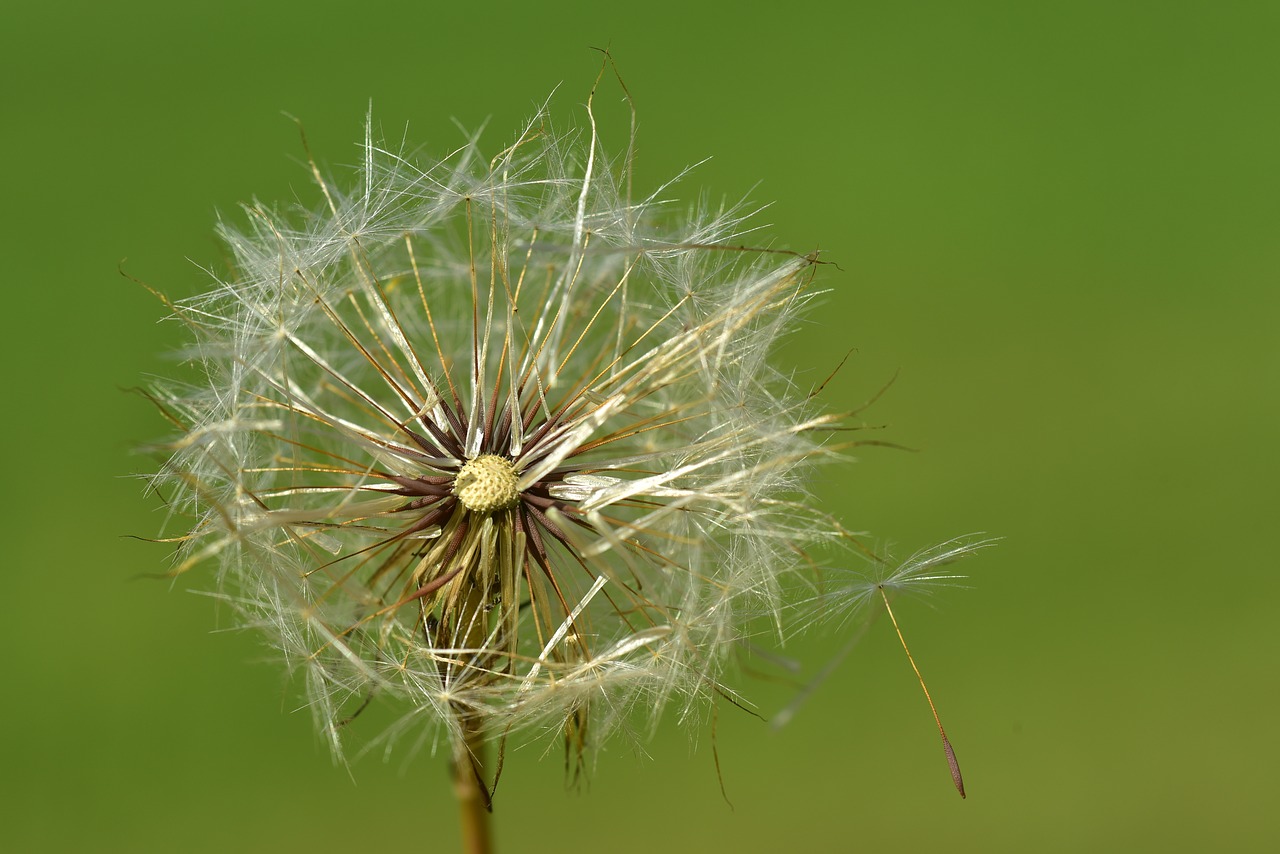 dandelion  close up  nature free photo