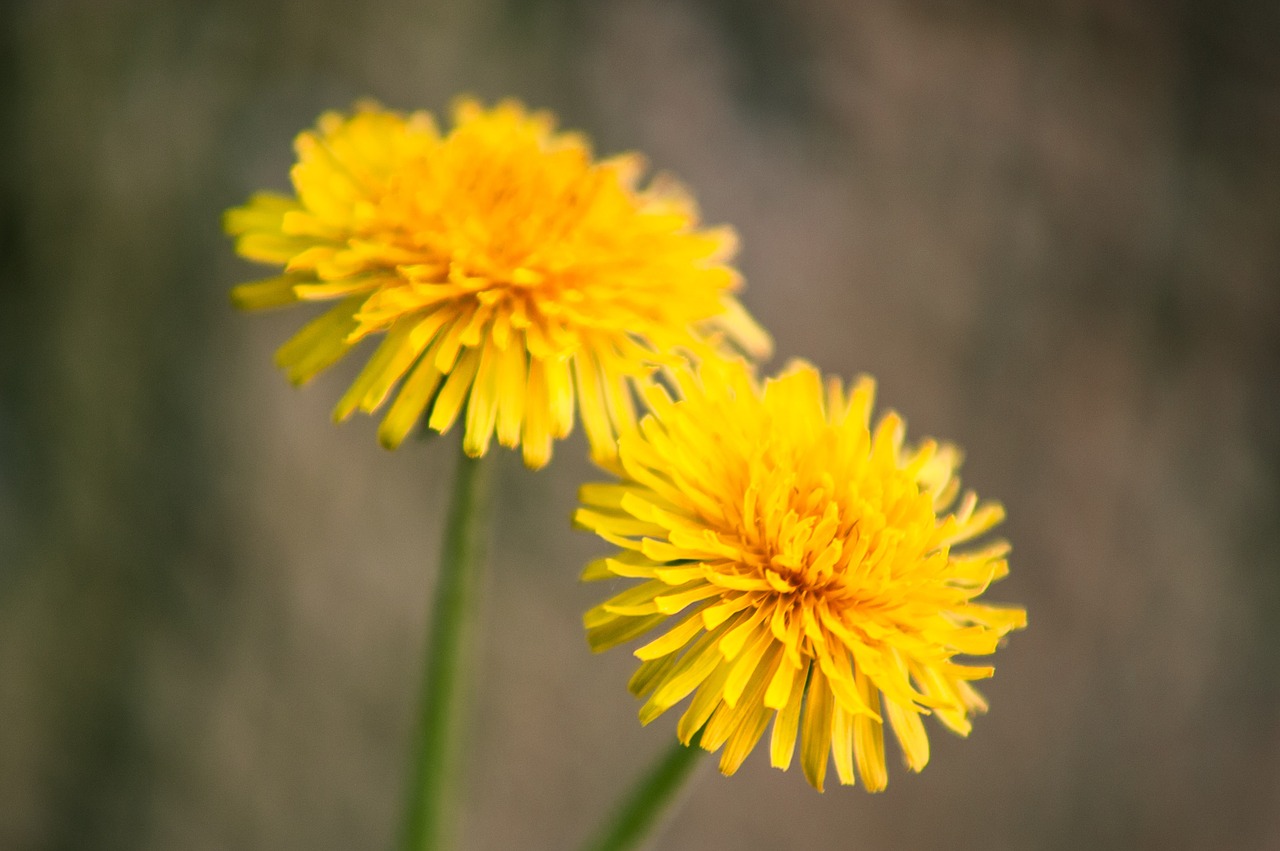 dandelion yellow flower free photo