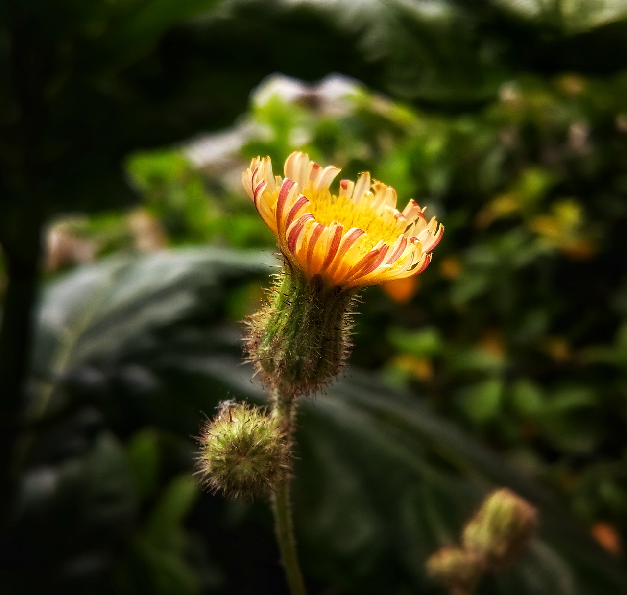 dandelion  flower  garden free photo