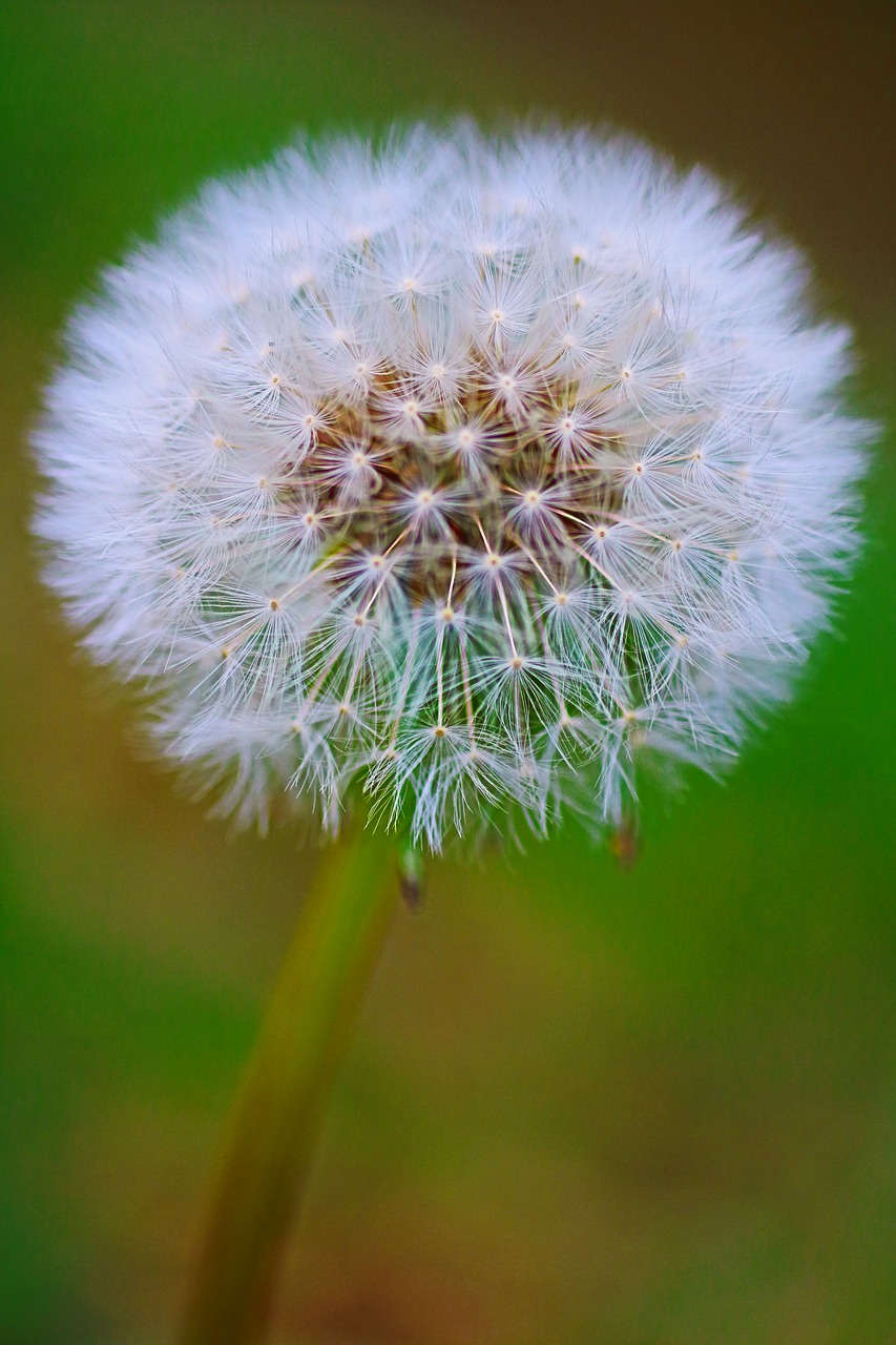 dandelion  nature  flower free photo