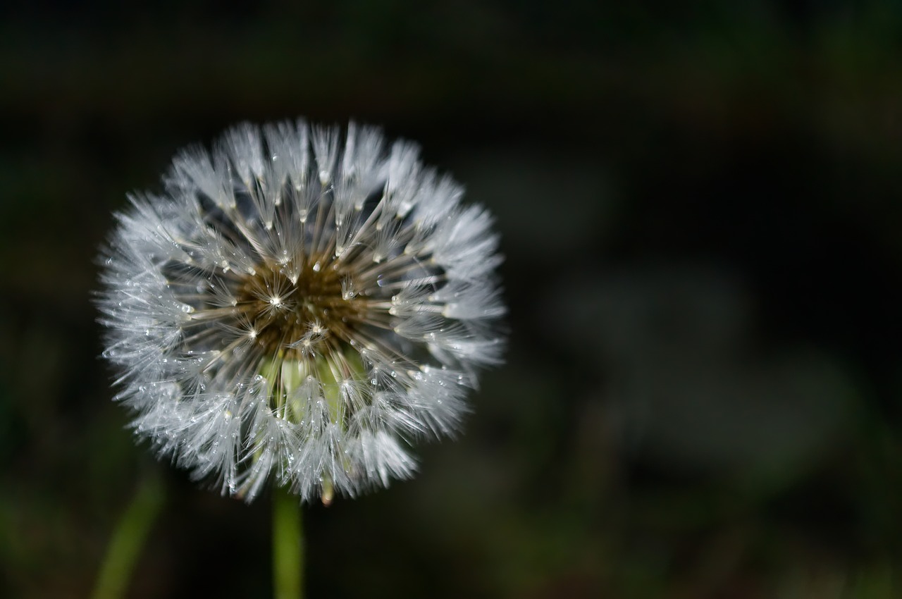 dandelion  rain  wet free photo