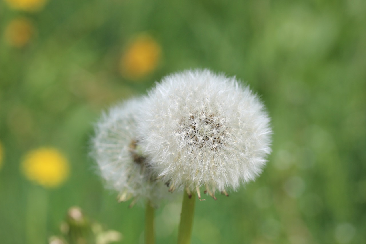 dandelion meadow common dandelion free photo