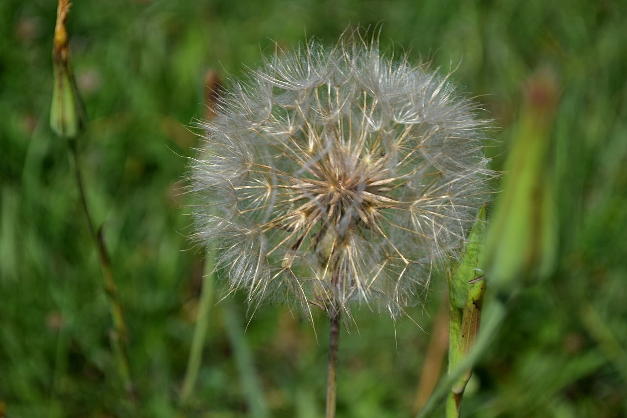 dandelion  summer  nature free photo