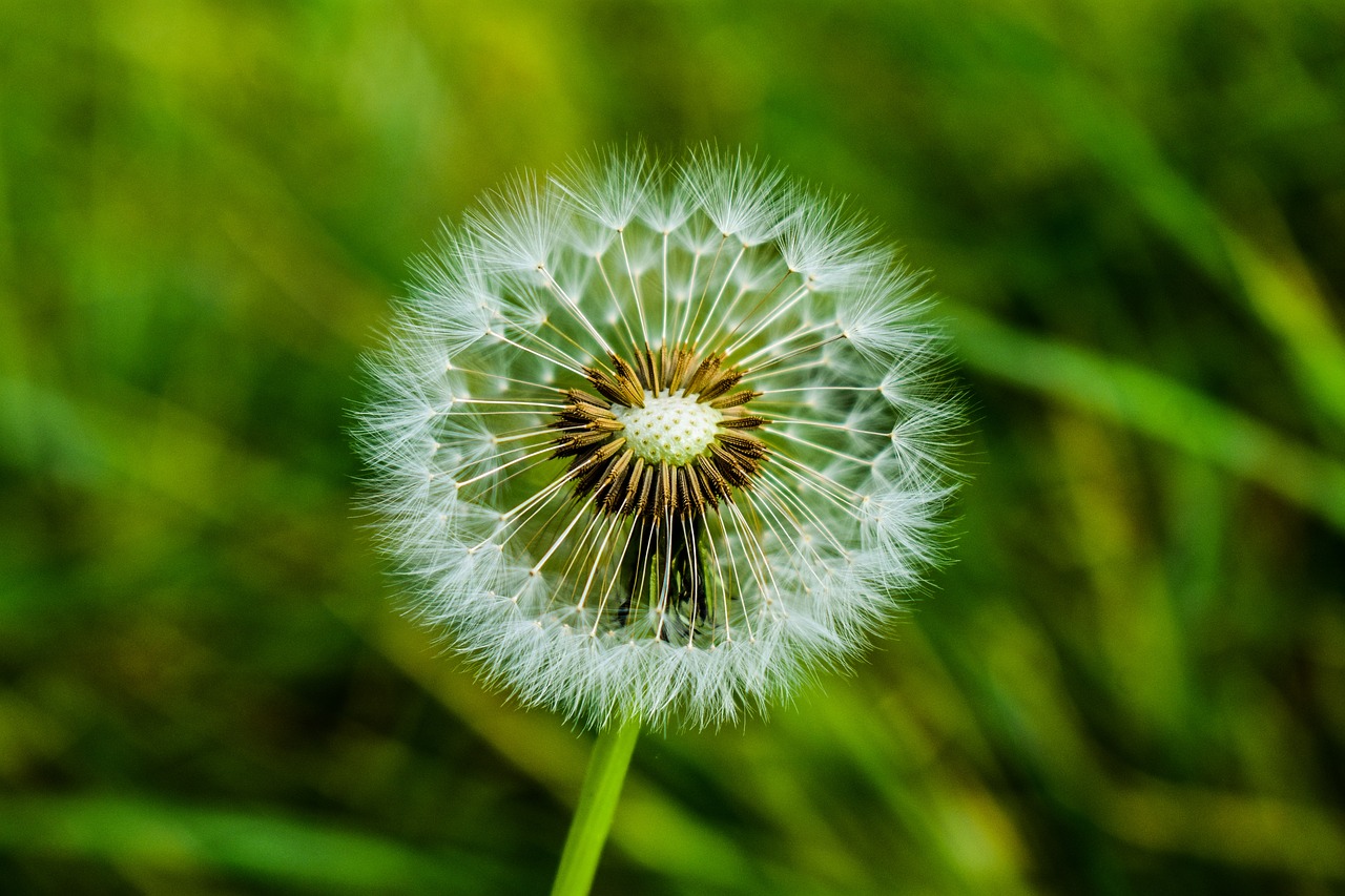 dandelion  foreground  spring free photo