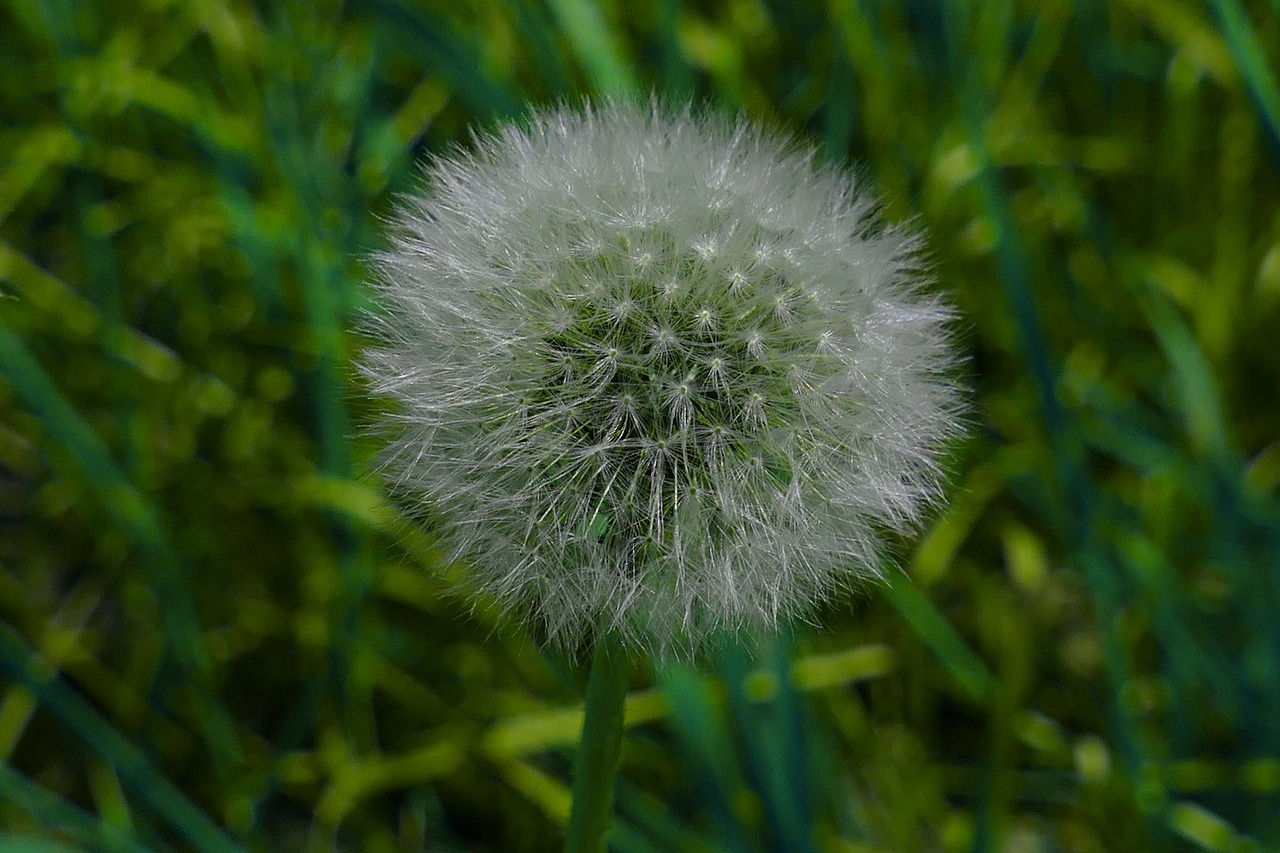 dandelion  flower  meadow free photo