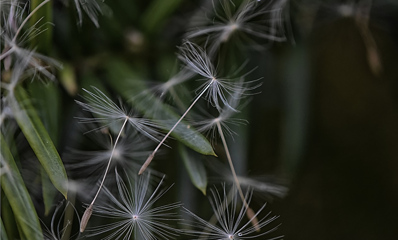 dandelion  seeds  flying free photo