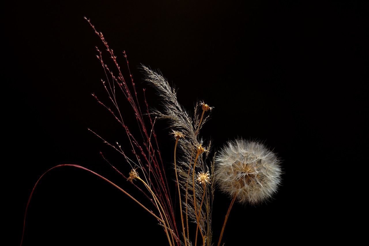 dandelion  grasses  arrangement free photo