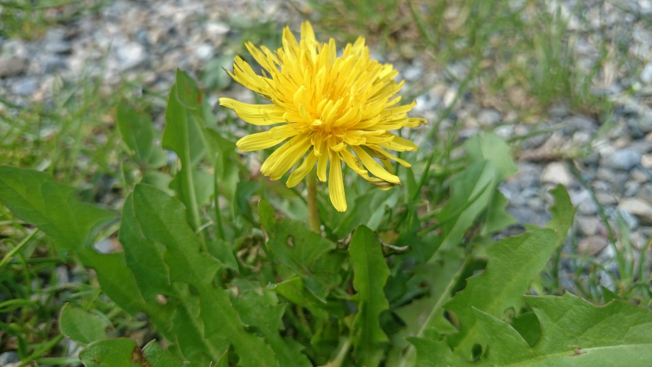 dandelion flower roadside free photo