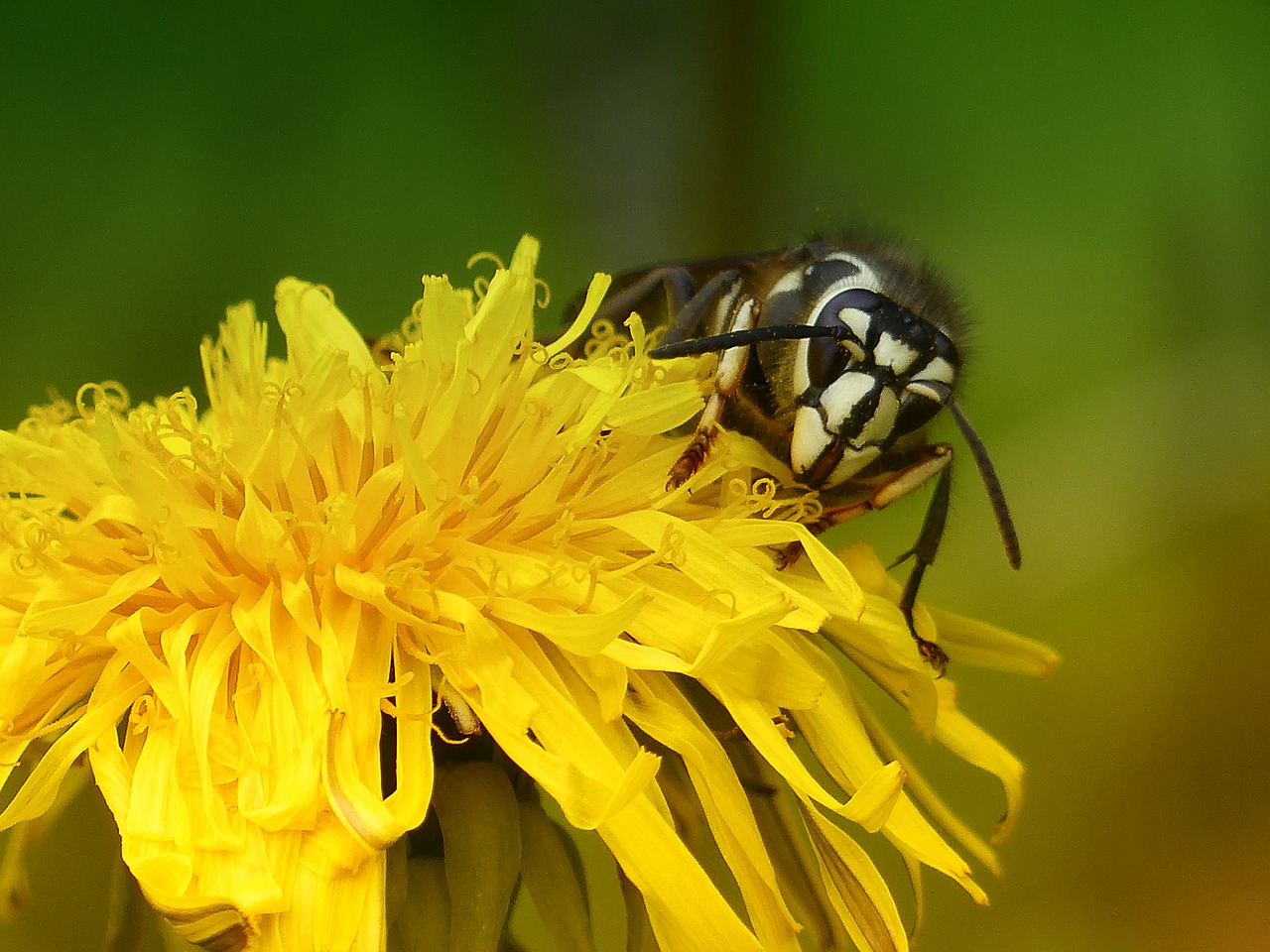 dandelion wild flower nursing free photo