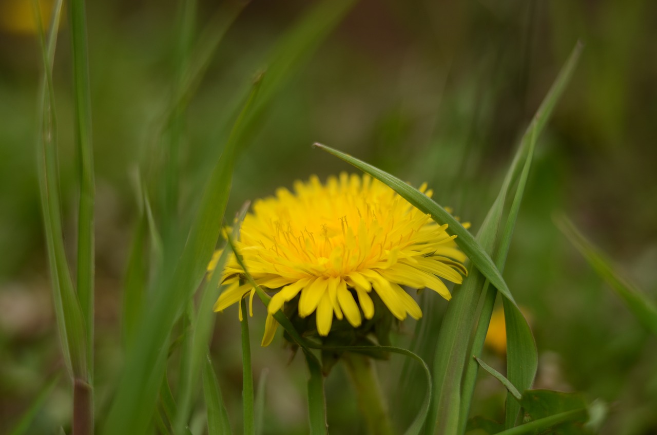 dandelion  pampeliska  yellow free photo