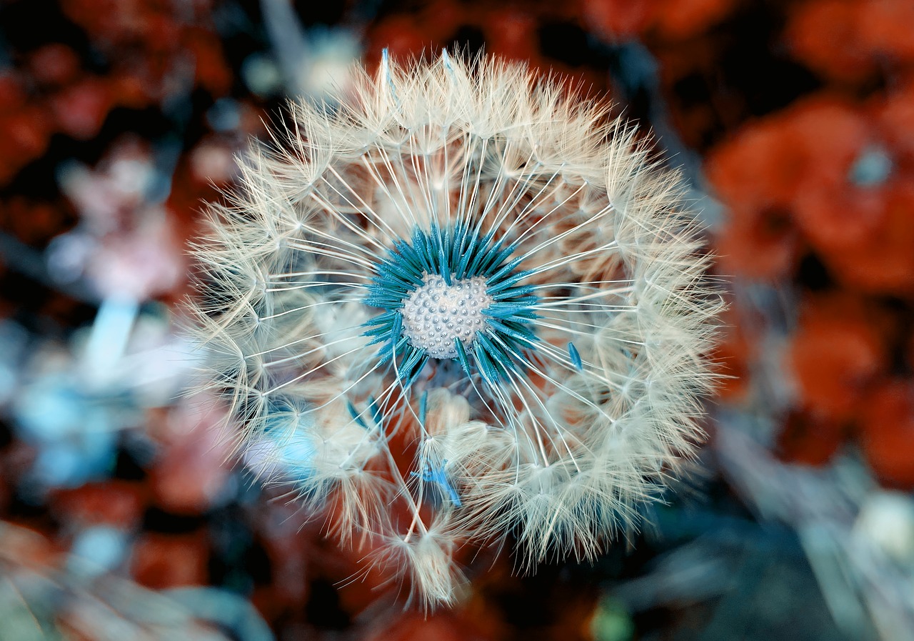 dandelion  plant  close up free photo