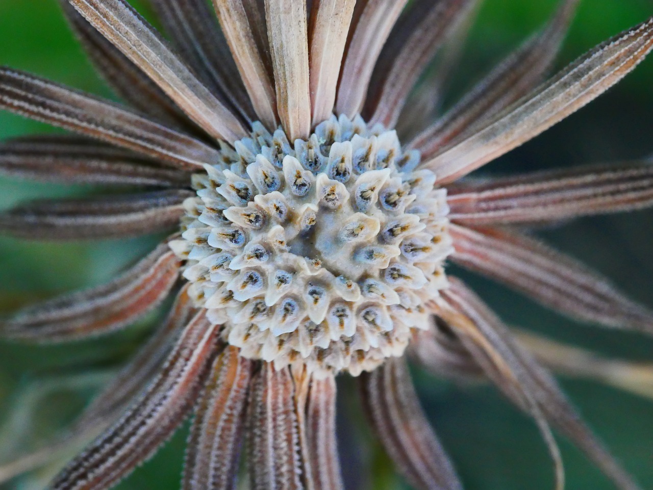 dandelion  seed  macro free photo