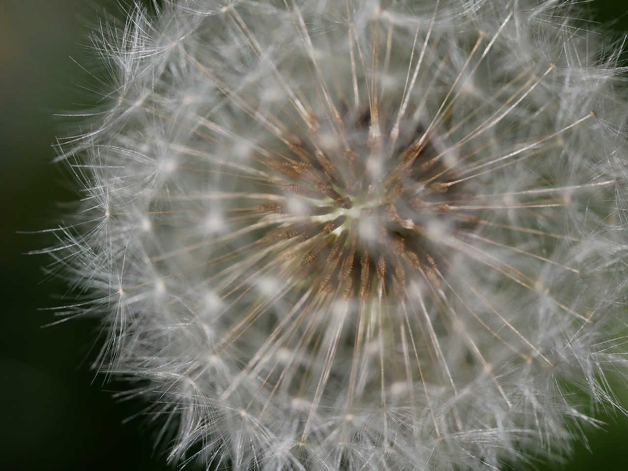 dandelion  seed  macro free photo